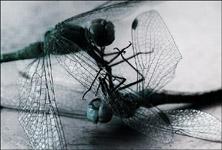 ����� � ������� �����